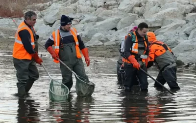 SAUVETAGE DES POISSONS DANS L’AGLY