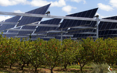 VERGERS D’ABRICOTIERS SOUS PANNEAUX SOLAIRES